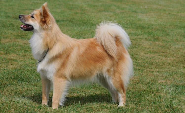 Icelandic Sheepdog